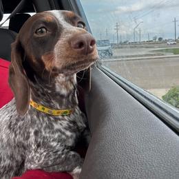 Cookies - Dachshund