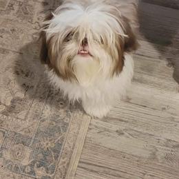 Shih Tzu Puppies from Sharleen's Paw-fect Shih Tzus