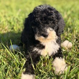 Daisy - Black and white female Bernedoodle puppy in Tazewell, Tennessee from Bundren Farms