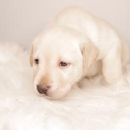 Labrador Retriever Puppies from AGL Retrievers