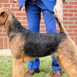 Airedale Terriers from Darbywood Airedales