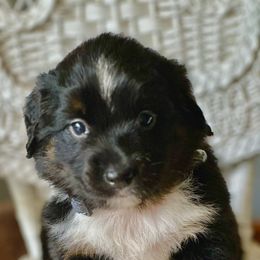Miniature Australian Shepherd Puppies from JW Ranch