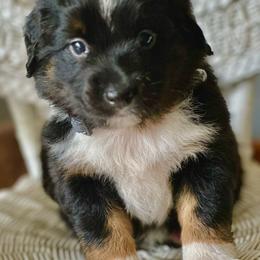 Miniature Australian Shepherd Puppies from JW Ranch