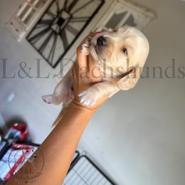 Dachshund Puppies from L&L Dachshunds