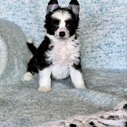 Whale - Black and white male Chinese Crested puppy in New Smyrna Beach, Florida from FronkLinn Kennel