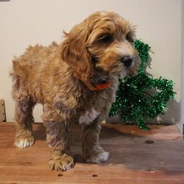 Copper orange collar - Apricot male Australian Labradoodle puppy in Provo, Utah from EllsWORTH Labradoodles LLC