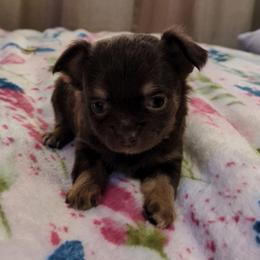 Speedy - Chocolate female Chihuahua puppy in Amity, Pennsylvania from Baxters Chihuahuas