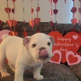 Joseph - White male Bulldog puppy in Missoula, Montana from Dazzle's Bulldogs