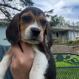Cider - Black white and tan male Beagle puppy in St. Cloud, Minnesota from Beagle Blessings