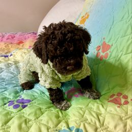 Girl 5 - Brown female Lagotto Romagnolo puppy in Southbury, Connecticut from dei Allegre Lagotto Romagnolo