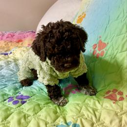 Girl 5 - Brown female Lagotto Romagnolo puppy in Southbury, Connecticut from dei Allegre Lagotto Romagnolo