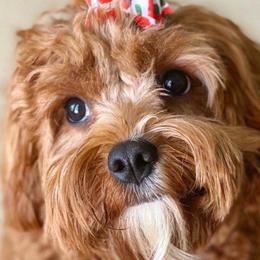 Cavalier King Charles Spaniels from Puppyloversplace