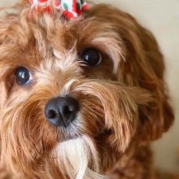 Cavalier King Charles Spaniels from Puppyloversplace