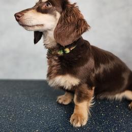 Frenchie - Dachshund