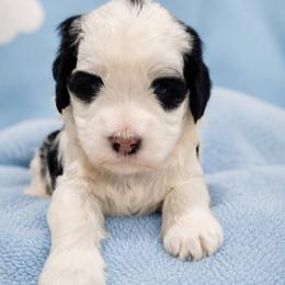 Boy 3 - male Australian Labradoodle puppy in Aumsville, Oregon from Country Morning Labradoodles