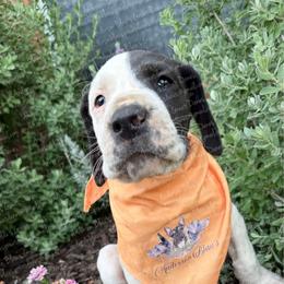 Luna - Black and white female Great Dane puppy in Granbury, Texas from Anderson Blau’s Great Danes