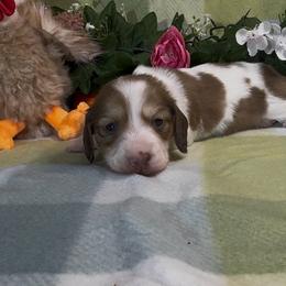 Girl 4 - Piebald female Dachshund puppy in Alice, Texas from Crimson’s longhair Dachshunds