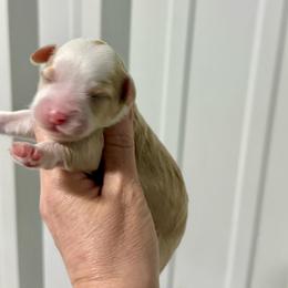 Starburst - Caramel red female Australian Labradoodle puppy in Calhoun, Louisiana from Arrowhead Australian Labradoodles