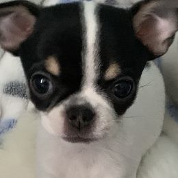 Chihuahuas from Wee Lil’Rascals