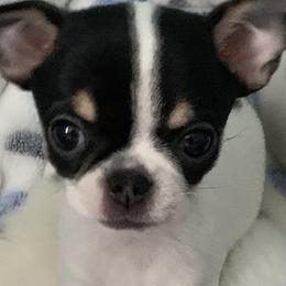 Chihuahuas from Wee Lil’Rascals