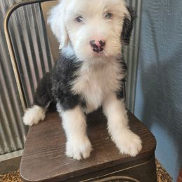 Aussiedoodle, Old English Sheepdog, Poodle, and Sheepadoodle Puppies from Iowa's Doodle Co.