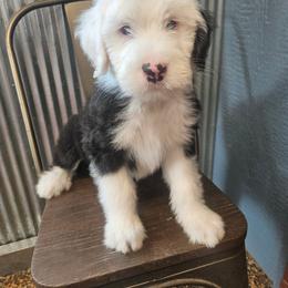 Aussiedoodle, Old English Sheepdog, Poodle, and Sheepadoodle Puppies from Iowa's Doodle Co.