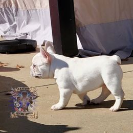 Boston Terrier and French Bulldog Puppies from Freedom Bostons
