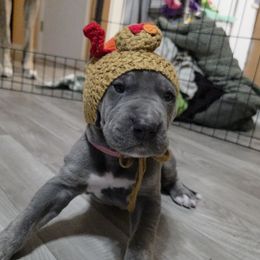 Peppermint Patty - Blue female Great Dane puppy in Rockford, Michigan from Apollo's Great Danes (AGD's)