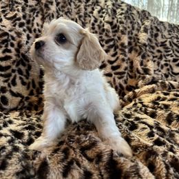 Max - Apricot and white Cavachon puppy in Holly, Michigan from Terrie’s Cavalier’s & Cavachons