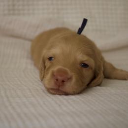 Chestnut - Cream male Dachshund puppy in Tucson, Arizona from Lengthydog.co
