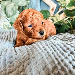 4th Pick (Willow) - Red female Cavapoo puppy in Marquand, Missouri from Perfectly Playful Doodles