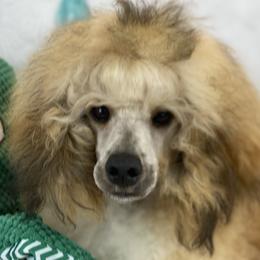 Cody - Poodle