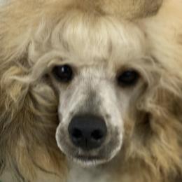 Cody - Poodle