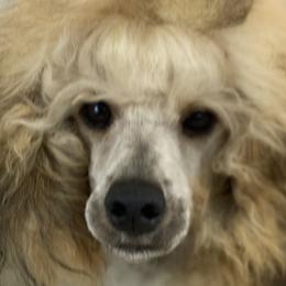 Cody - Poodle