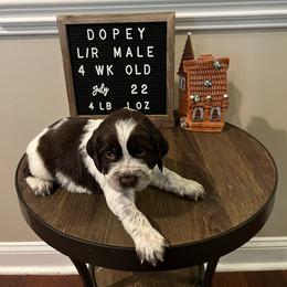 Dopey - Liver and white English Springer Spaniel puppy in North Carolina from Frosty Springers LLC