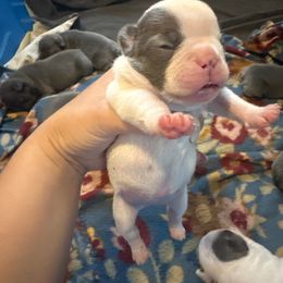 Girl 2 PIED - Blue French Bulldog puppy in Pennsylvania from R & C French Bulldogs