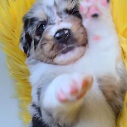 Australian Shepherd Puppies from Winsome Aussies