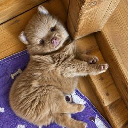Boy b - Lavender male Pomeranian puppy in Knoxville, Tennessee from Thea's Puppies