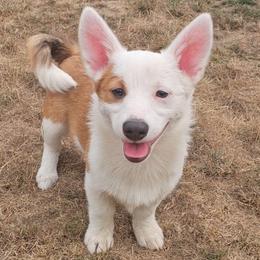 Miranda - Red and white female American Corgi puppy in Castle Rock, Washington from Heckman Corgis