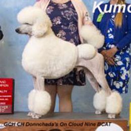 Kumo - Poodle