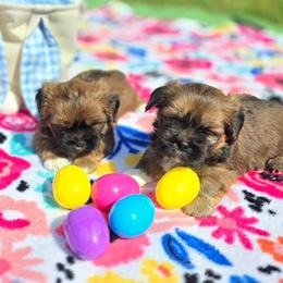 Lhasa Apso puppies from Maynard Meadows Lhasa Apsos