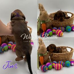Jim - Red male Dachshund puppy in Sulphur Springs, Texas from Waggin Beach Paradise Doxies