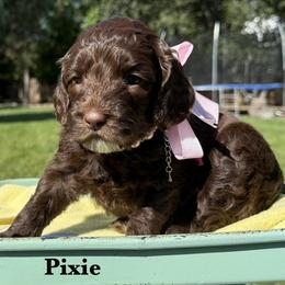 Pixie - Chocolate female Australian Labradoodle puppy in Citrus Heights, California from Elite Blend Labradoodles