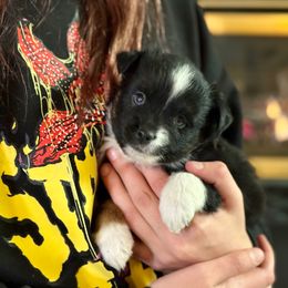 Navy - Black tri female Toy Australian Shepherd puppy in Hotchkiss, Colorado from Yampa Valley Aussies