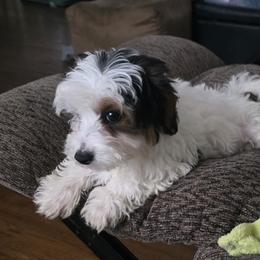 Poodle, Yorkipoo, and Yorkshire Terrier Puppies from Sonshine Yorkies