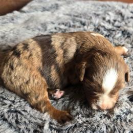 Chassis - Red merle female Miniature Australian Shepherd puppy in Paris, Texas from Blue Envy Mini Aussies
