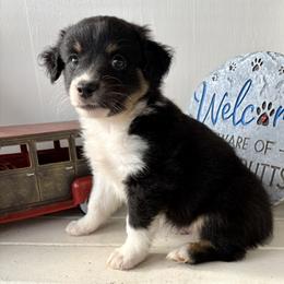 Spring - Black tri male Miniature Australian Shepherd puppy in Nashville, Tennessee from Little B’s Aussies