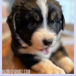Miniature Australian Shepherd Puppies from Kizmit Farmz