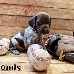 German Shorthaired Pointer Puppies from Upland Points Gun Dogs