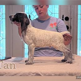 Tan - Liver and white male German Wirehaired Pointer puppy in Umatilla, Florida from Double D Picards and GWPs